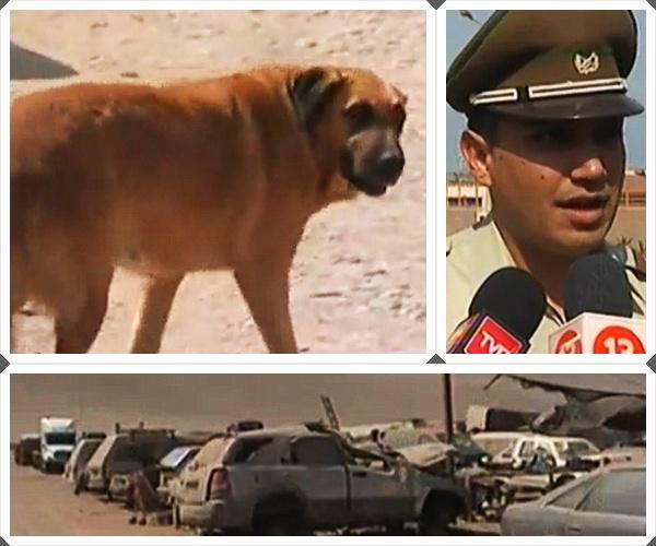 Anjing, polisi dan bengkel yang ada di Arica | Photo: Copyright dailymail.co.uk