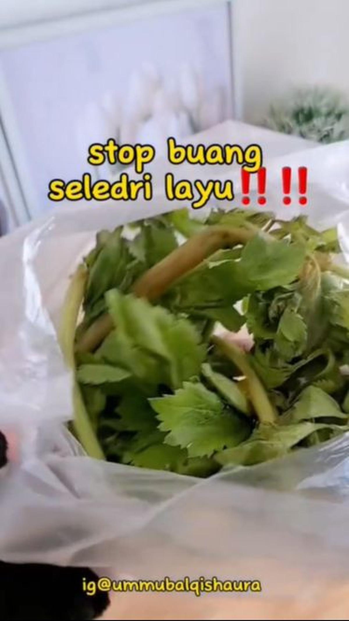 Jangan Buang Seledri yang Layu