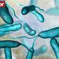 Sekitar 80.000 orang Amerika terinfeksi bakteri ini setiap tahun. (Sumber: Screenshot Mirror.co.uk/iStockphoto)