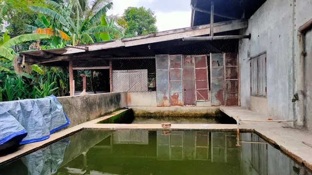 Ada Bekicot di Dalam Adonan Mi Sohun ‘Kecoak’ di Banyuasin