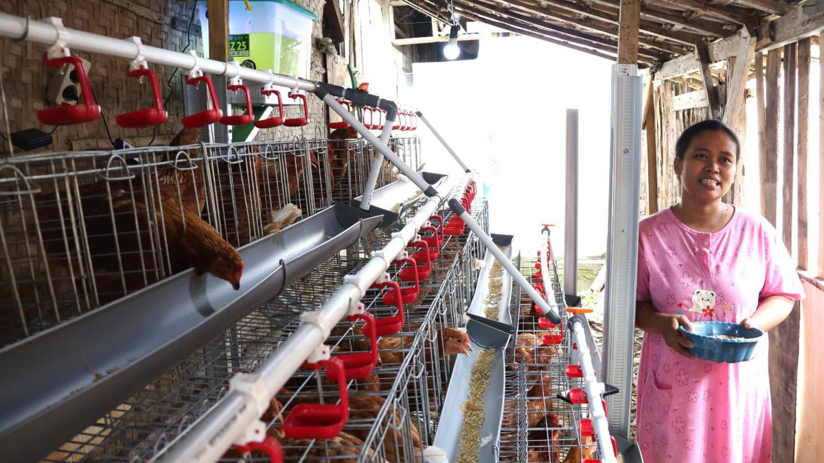 Kunci Peternakan Skala Rumah yang Rapi, Kandang Anti Bau Tak Sedap