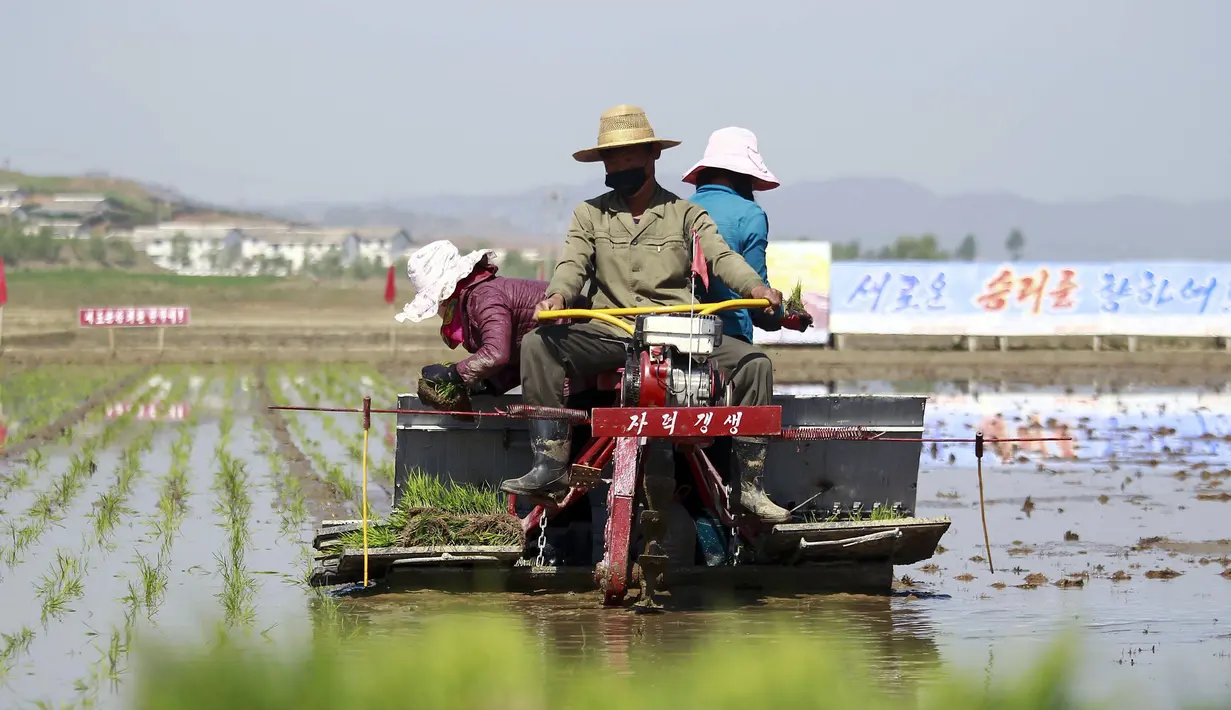 <p>Petani menanam padi menggunakan penanam bibit padi di Chongsan Cooperative Farm, Distrik Kangso, Nampho, Korea Utara, 9 Mei 2022. (AP Photo/Cha Song Ho)</p>