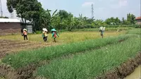 Petani bawang merah di Brebes