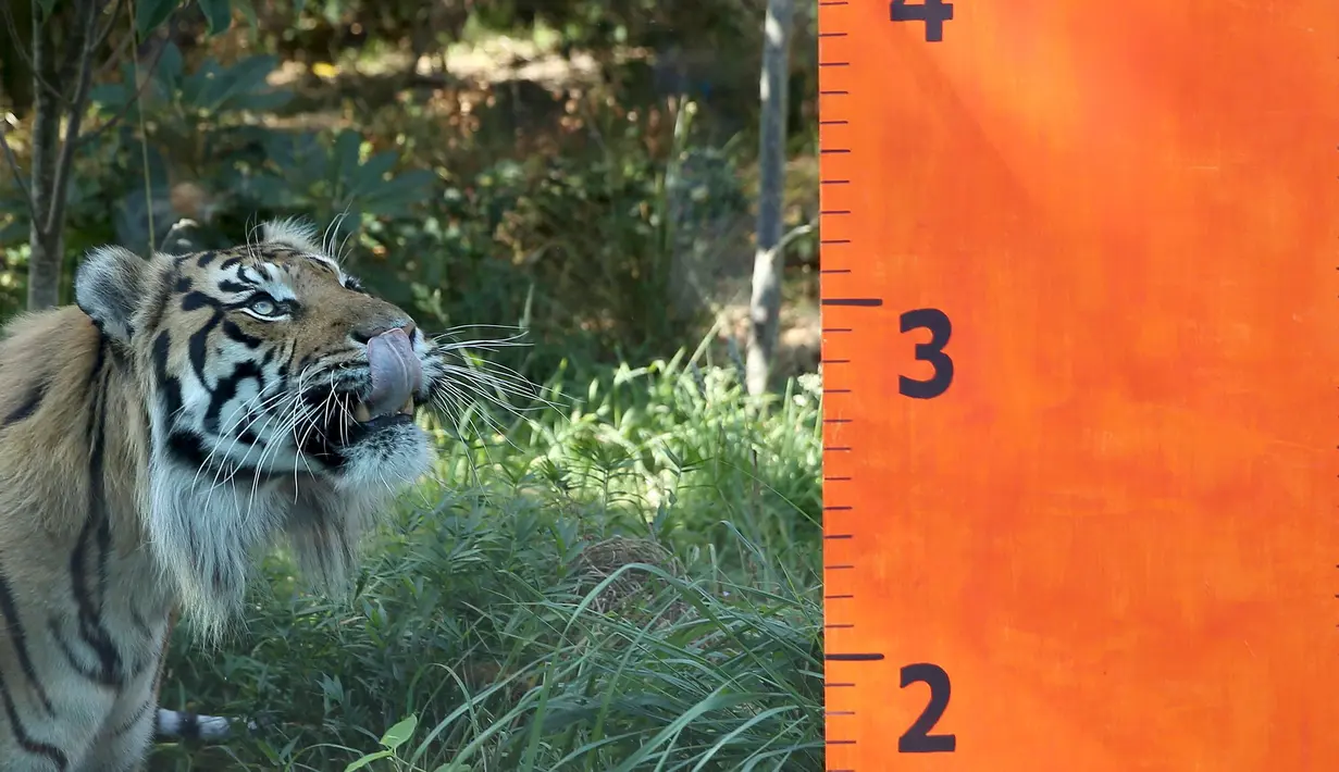 Harimau Sumatera saat akan menjalani pengukuran di Kebun Binatang London, Inggris, Rabu (24/8). UNESCO, telah memasukkan Harimau Sumatera ke dalam daftar warisan dunia yang terancam keberadaannya. (REUTERS / Neil Balai)