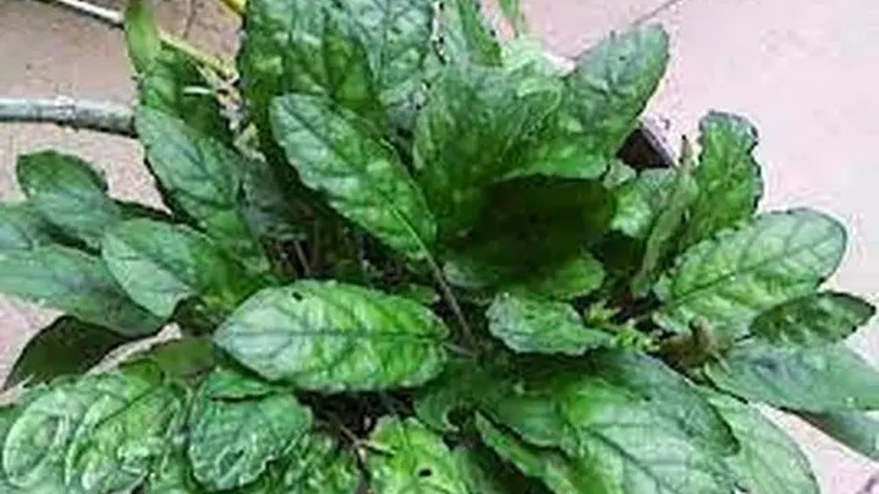 Cara Merebus Daun Gempur Batu untuk Batu Ginjal dan Batu Empedu