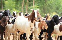 Idul Adha 1436 H, para penyapu jalan di Bali terima daging kurban