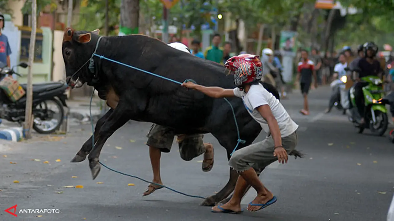 sapi-ngamuk-131015b.jpg