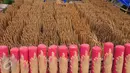 Kumpulan kayu untuk batang hio sedang dijemur, Teluk Naga, Tangerang, Jumat (15/1/2016). Menjelang perayaan tahun baru Cina (Imlek) pesanan hio melonjak drastis hingga 300 persen. (Liputan6.com/Faisal R Syam)