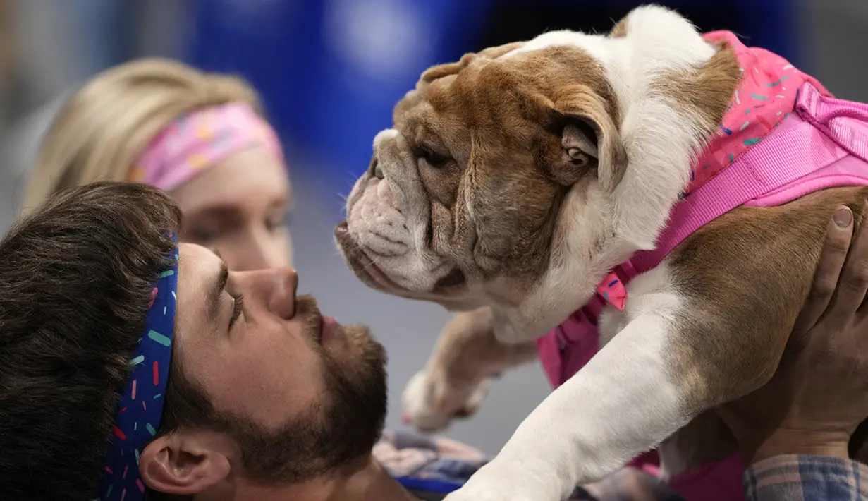 <p>Kontes ini dimulai oleh alumni Drake pada tahun 1979 sebagai cara untuk menemukan anjing sungguhan yang mewakili maskot bulldog fiksi Drake, Spike. (AP Photo/Charlie Neibergall)</p>