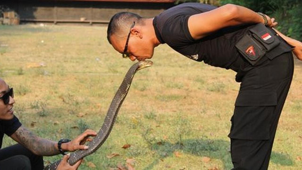 Melihat aksi personel Brimob jinakkan ular berbisa