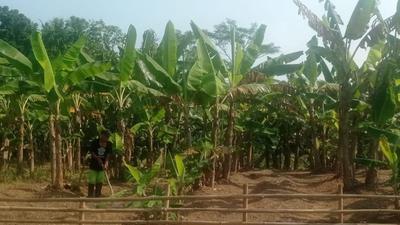 Distan Lebak Ajak Masyarakat Optimalkan Pemanfaatan Lahan Tidur untuk Ketahanan Pangan