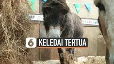 Seekor keledai bernama Bubbles merayakan ulang tahunnya yang ke-60 di Inggris. Ia menjadi keledai tertua di dunia.