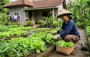 Cara Menanam Selada agar Tidak Pahit saat Dipanen, Tips agar Daun Renyah dan Manis