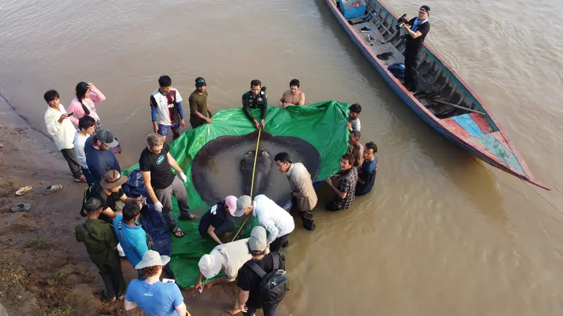 Kamboja menangkap Ikan Air Tawar Terberat dan Terbesar di Dunia