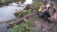 Warga melepas buaya yang baru saja menyerang seorang petani di perkebunan sawit Desa Catur Rahayu, Kecamatan Dendang, Kabupaten Tanjabtim, Jambi. (Foto: Istimewa/B Santoso)
