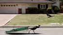 Burung merak berjalan di dekat sebuah rumah di Arcadia, California, Selasa (8/6/2021). Dewan Pengawas Los Angeles County sedang mempersiapkan pemungutan suara tentang peraturan yang melarang memberi makan merak secara sengaja dengan denda $1000 atau enam bulan penjara. (Mario Tama/Getty Images/AFP)
