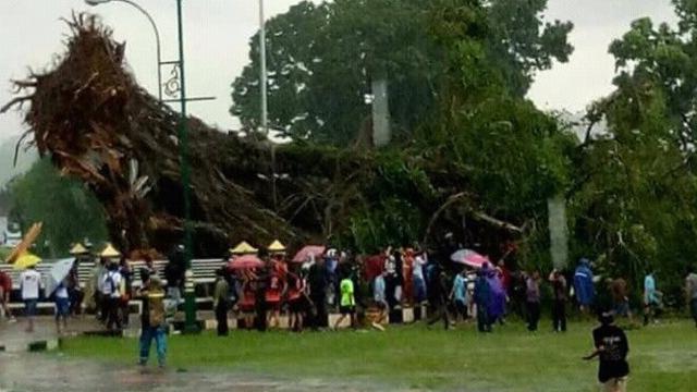 Digoyang Angin Kencang Pohon Beringin Timpa 12 Mobil