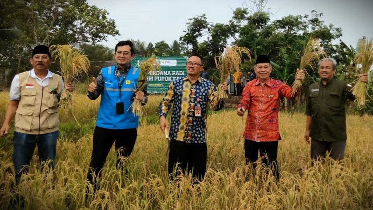 Panen Raya Padi yang Digagas Pengurus Besar Mathla'lul Anwar