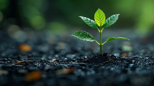 Growth
