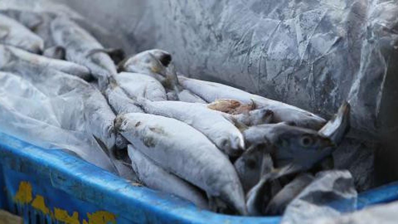 84 Persen ikan di dunia ini sudah tidak aman dikonsumsi