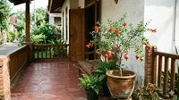 7 Tanaman Buah di Teras yang Tidak Rimbun dan Mudah Diatur, Cocok untuk Lahan Sempit