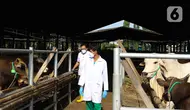 Petugas dinas KPKP memeriksa kesehatan hewan sapi di Rumah Pemotongan Hewan (RPH) PD Dharma Jaya, Cakung, Jakarta, Jumat (8/7/2022). Pihak pengelola RPH mencatat sekitar 135 sapi kurban akan dipotong di tempat tersebut pada Idul Adha 2022 yang akan dilaksanakan selama tiga hari. (Liputan6.com/Herman Zakharia)