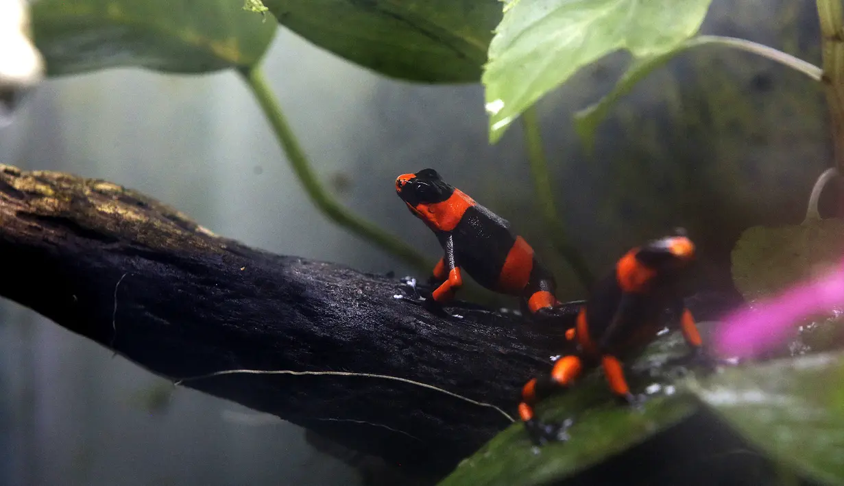 Seekor katak beracun (Oophaga Lehmanni) terlihat di Cali Zoo Foundation sebelum dilepaskan, Cali, Kolombia, 1 Juni 2022. Oophaga Lehmanni adalah katak beracun yang keindahannya hampir membuatnya punah karena perdagangan ilegal. (Paola MAFLA/AFP)