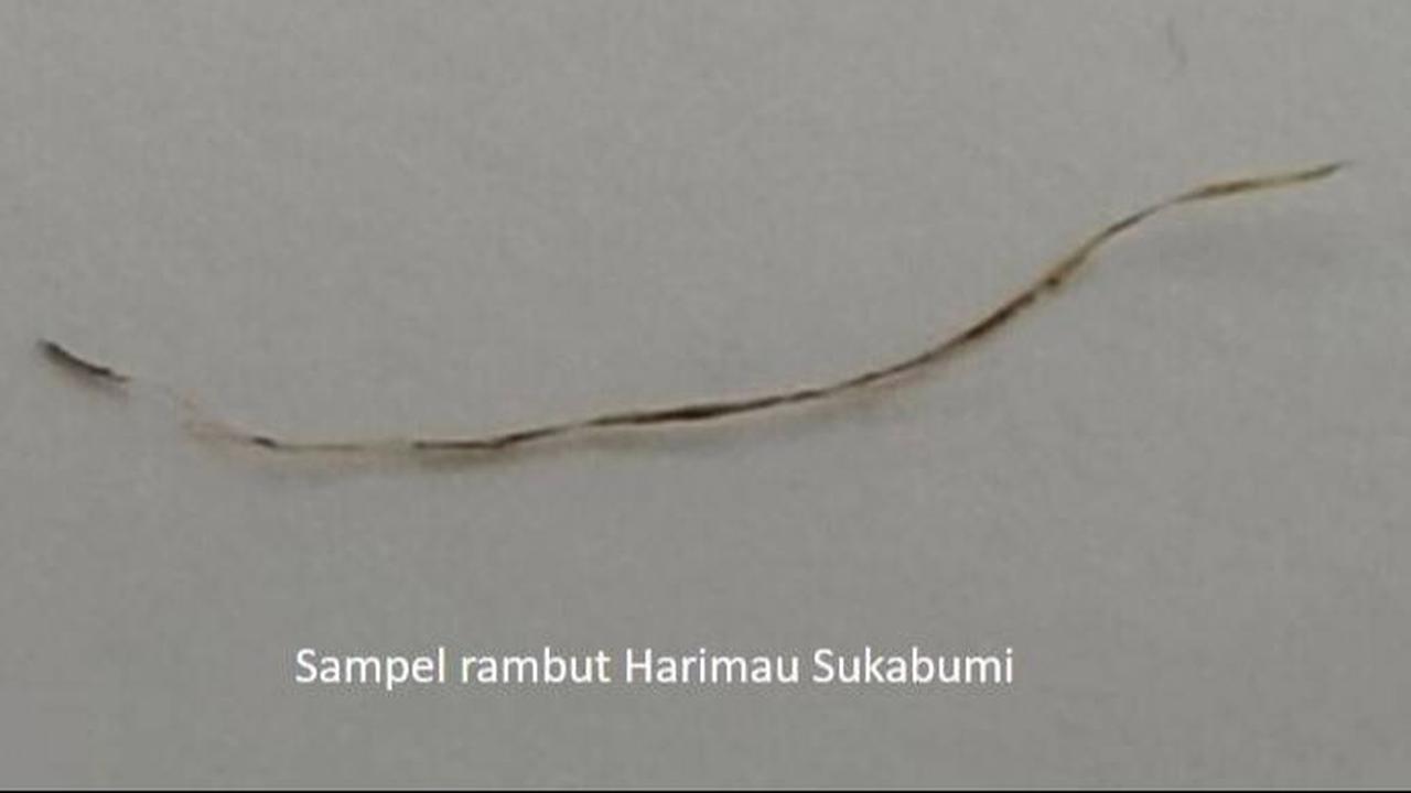 <b>Temuan Sehelai Rambut 'Milik' Harimau Jawa</b>
