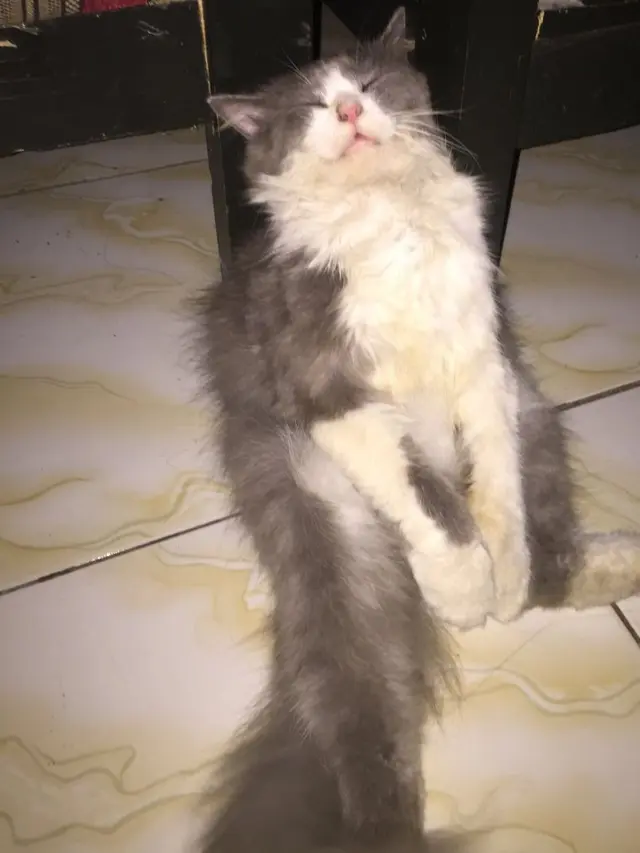 7 Potret Nyeleneh Pose Kucing saat Tidur Ini Bikin Geleng Kepala
