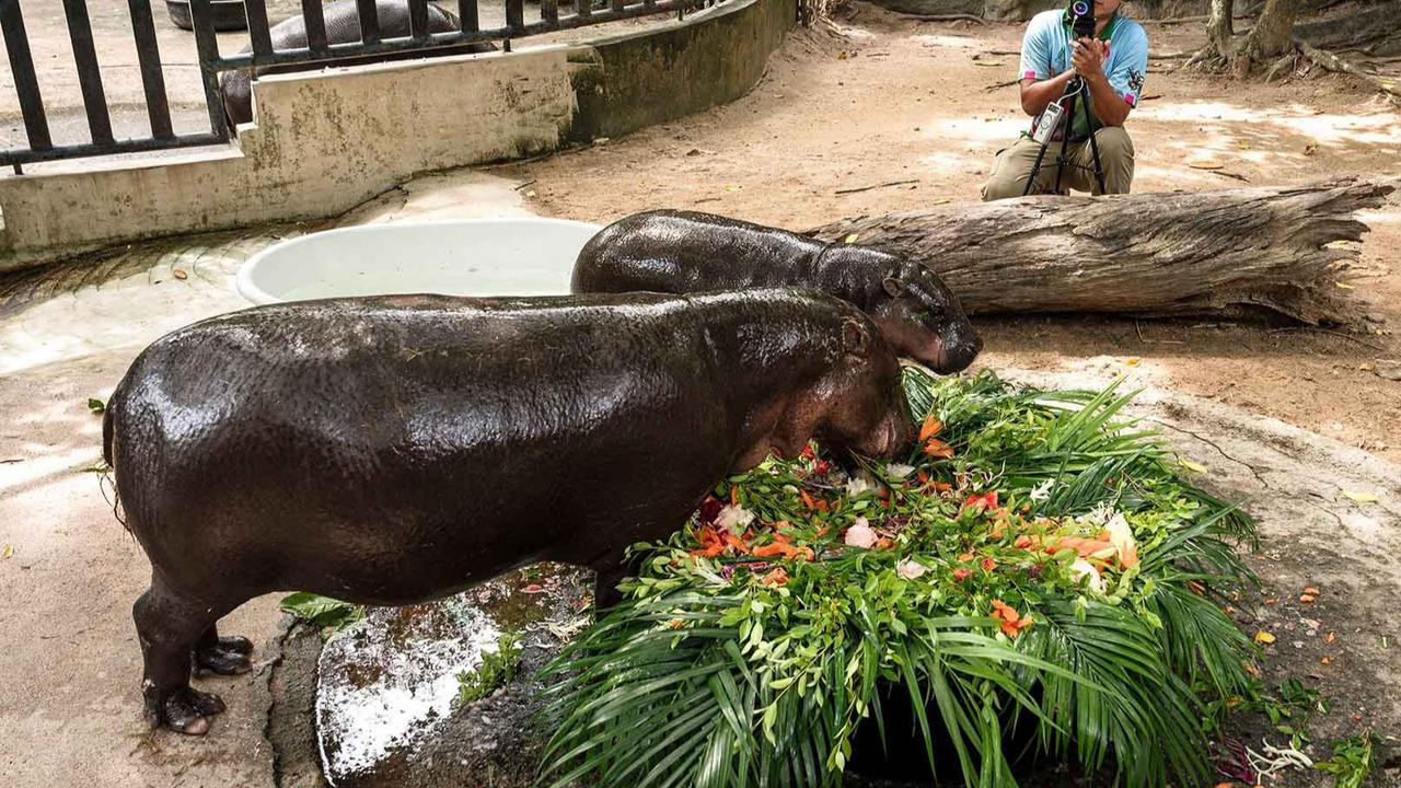 FOTO: Moo Deng Si Kuda Nil Kerdil Viral Rayakan Ulang Tahun Pertama, Simbol Harapan Spesies Terancam Punah