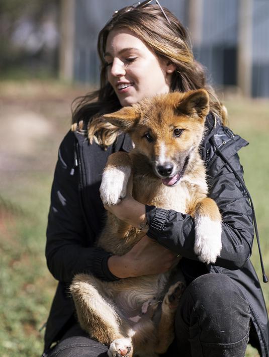 Seorang pawang bersama anjing dingo bernama Wandi di Yayasan Dingo Australia, dekat Melbourne, Rabu (6/11/2019). Dingo adalah satu-satunya anjing asli Australia dan dilindungi di taman nasional di bawah Nature Conversation Act 1992. (Shari TRIMBLE/Australian Dingo Foundation/AFP)