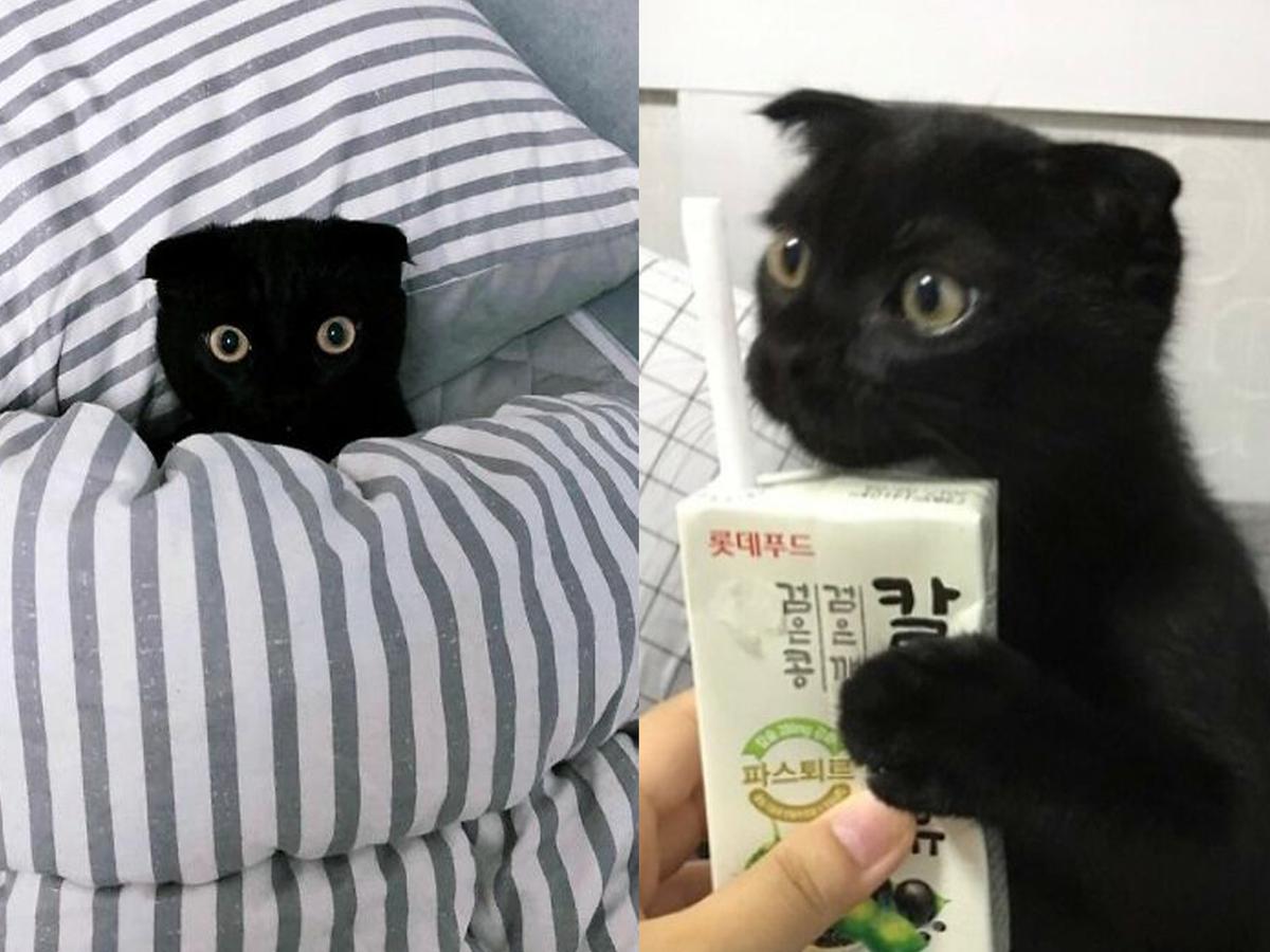 Meme kucing hitam Meme Kucing