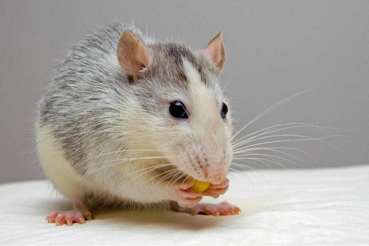 Tikus di Dapur? Ini Risiko Kontaminasi Makanan yang Mengintai