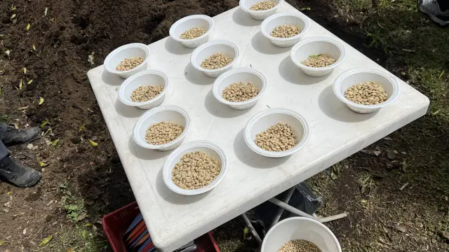 Benih Kopi Siap Tanam Varian ET-47