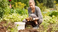 Ilustrasi berkebun (Foto:Shutterstock).