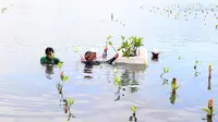 Relawan menanam bibit mangrove pada peluncuran layanan Meratus Earth Squad pada peluncuran layanan Meratus Earth Squad di Taman Wisata Alam Mangrove, Jakarta (09/2/2023). Layanan ini akan mengajak seluruh pihak yang bekerja sama dengan Meratus untuk lebih peduli pada lingkungan dengan mengkonversi total emisi karbon yang dikeluarkan menjadi bibit mangrove. (Liputan6.com)