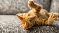 Mencakar dan Menggigit, Bagaimana Cara Menghentikan Kebiasaan Kucing Ini?