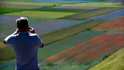 Seorang turis mengambil gambar bunga yang sedang mekar dan ladang lentil di Castelluccio, sebuah desa kecil di wilayah Umbria, Italia tengah pada 6 Juli 2020. Setiap tahunnya antara Mei dan Juli, ribuan varietas bunga liar  bermekaran dan menjadi daya tarik wisatawan. (Tiziana FABI / AFP)
