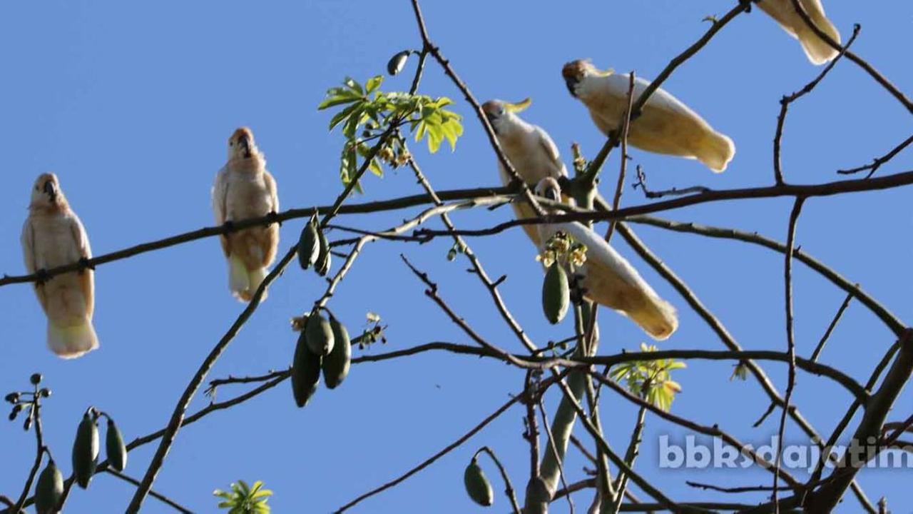 Kakatua jambul kuning Abbotti pertama kali diteliti oleh William Louis Abbot pada tahun 1907. Saat observasi pertama, populasi burung kakatua abbotti masih banyak ditemui di Pulau Masalembu, Kabupaten Sumenep.