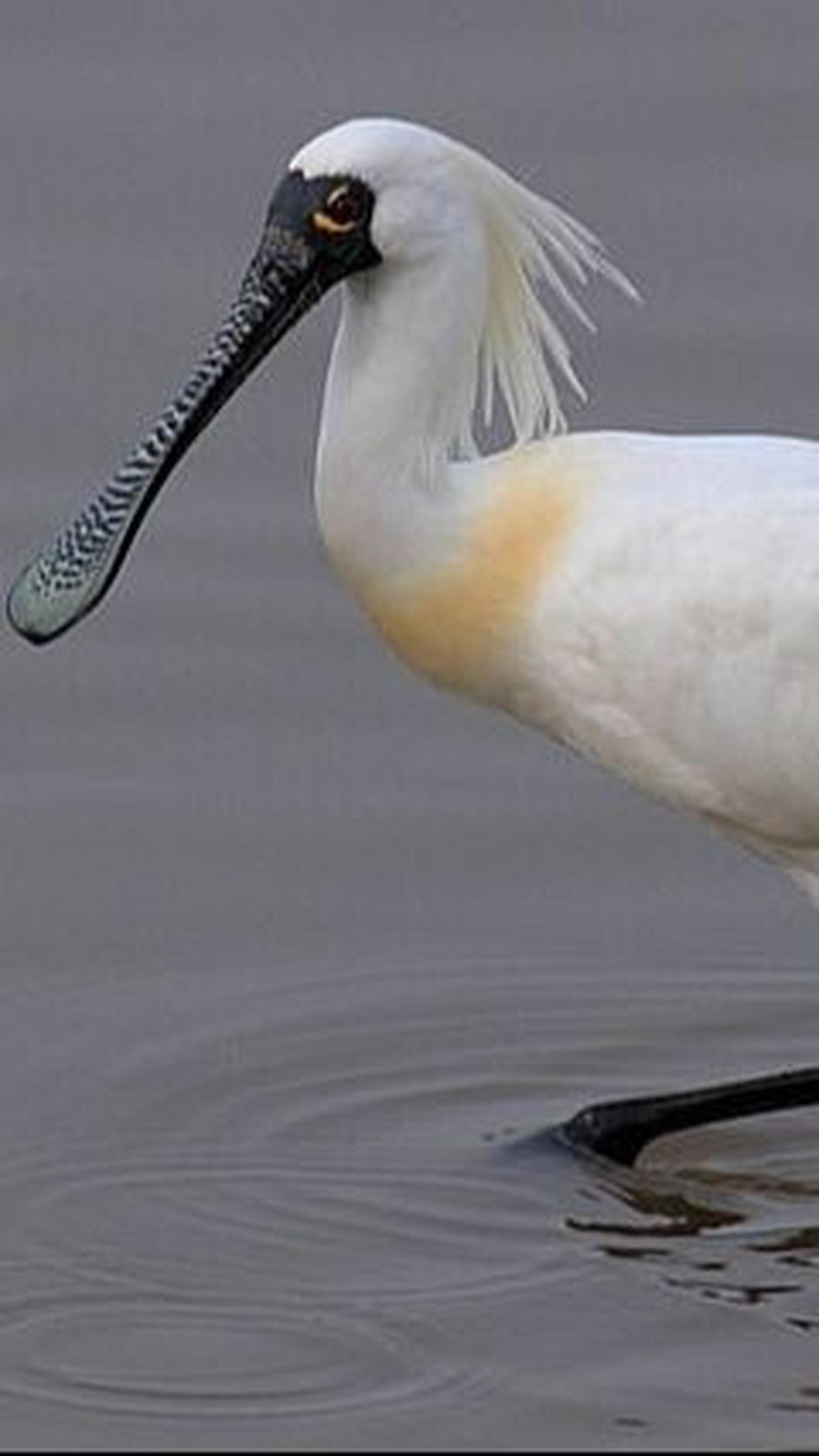 9. Burung Sendok Eurasia<br>