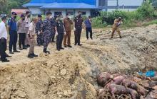 Masuk Tanpa Dokumen Karantina, 227 Ekor Babi Ilegal di Nias Dimusnahkan