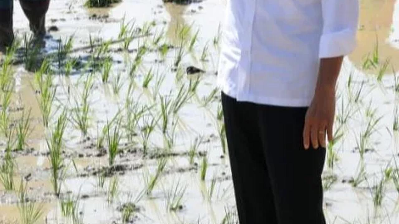 Jenderal-Jenderal TNI-Polri 'Jebolan' Solo Sambut Jokowi, Bintang Empat Dampingi ke Sawah
