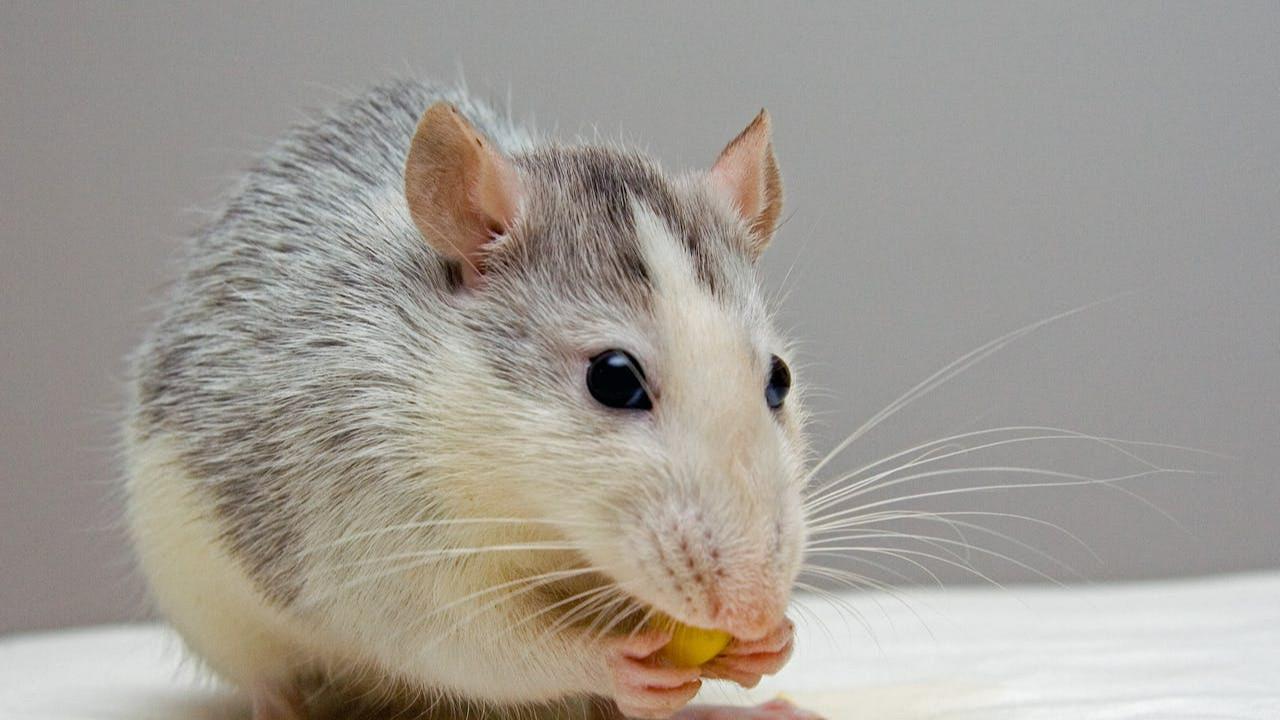 Tikus di Dapur? Ini Risiko Kontaminasi Makanan yang Mengintai