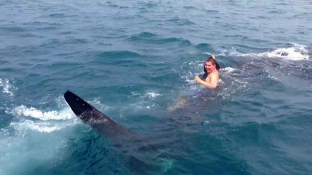 84 Gambar Ikan Hiu Bertelur Gratis