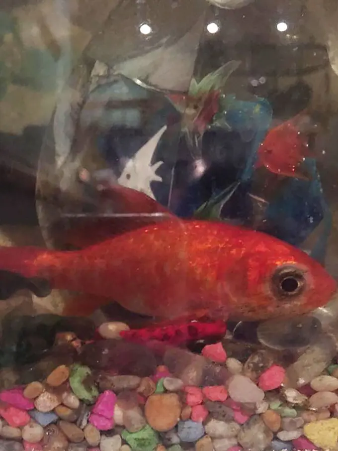 [Bintang] Selamatkan Ikan Mas dari Tumor, Keluarga Ini Rela Bayar Rp3 Juta!