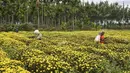 Petani memanen bunga krisan dari sebuah ladang di pinggiran Bangalore (5/10/2021). Bunga krisan berasal dari Asia Timur dan Eropa timur laut. Sebagian besar spesies berasal dari Asia Timur dan pusat keanekaragamannya ada di China. (AFP/Manjunathm Kiran)