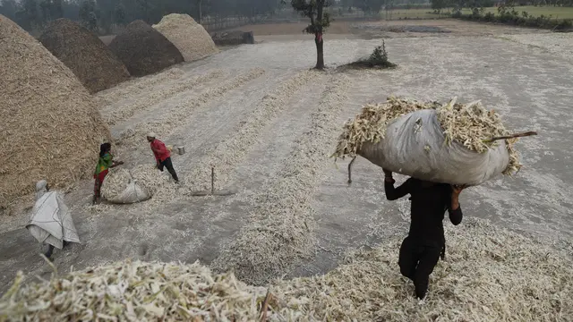 Melihat Pembuatan Jaggery, Gula Merah Tradisional India