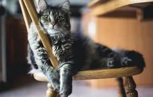 Hilang Saat Diajak Berkemah di Hutan, Kucing Ini Berjalan Selama 2 Bulan Tempuh Ribuan Kilometer untuk Temukan Pemiliknya