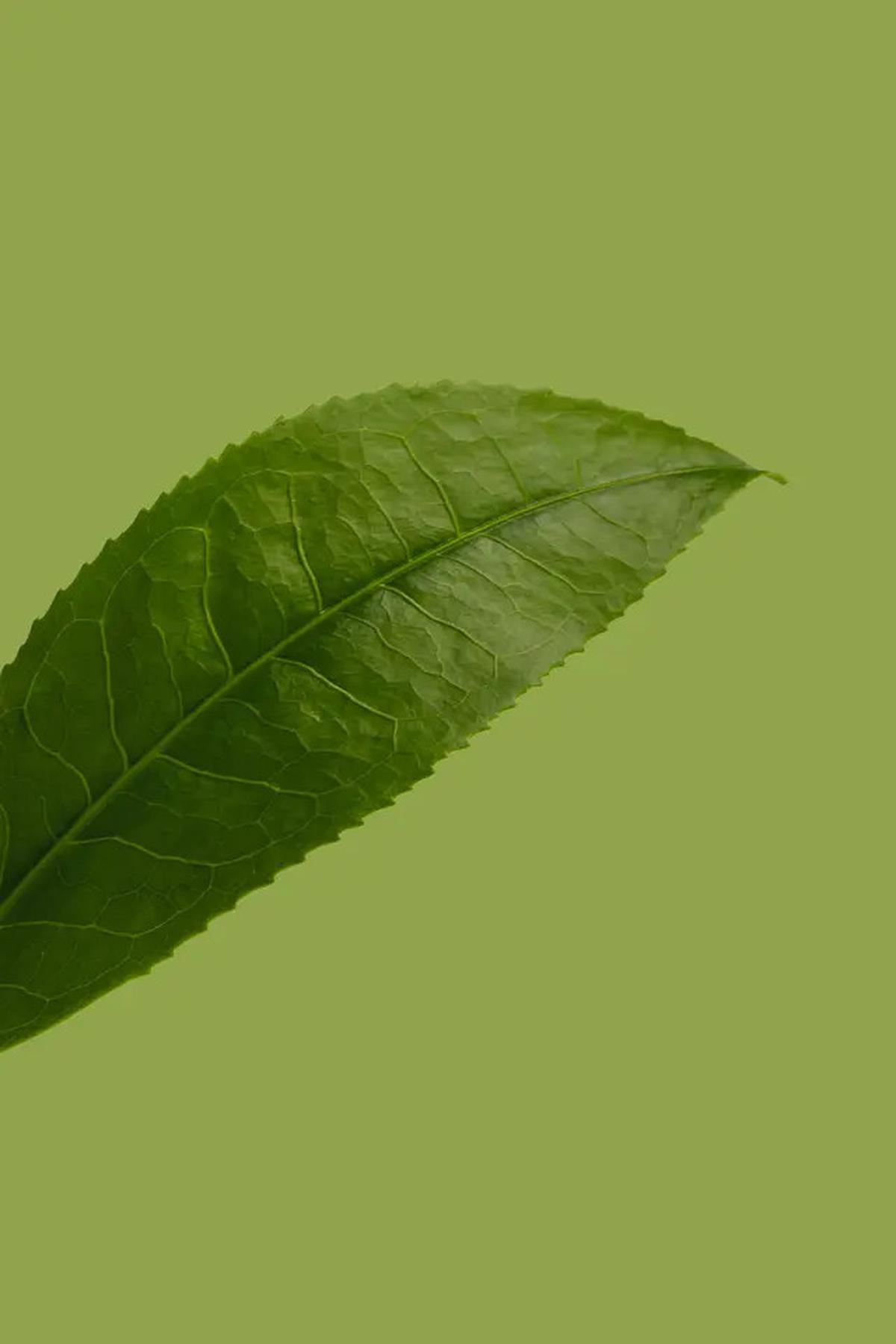 Manfaat Daun Pandan untuk Kesehatan yang Menarik Diketahui, Tingkatkan Imunitas Tubuh
