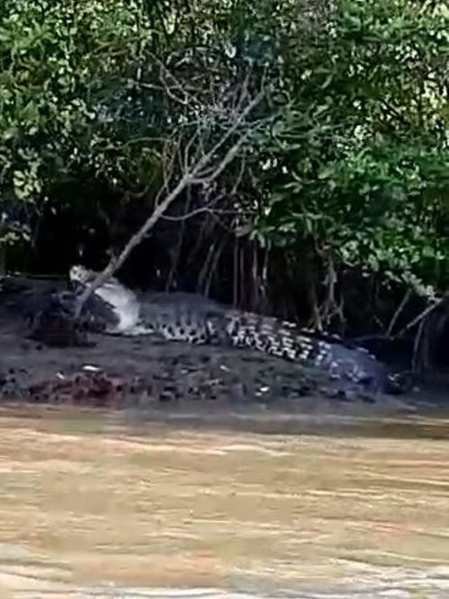 Penampakan Buaya Nusakambangan di Terobosan Buaya atau Tikungan Buaya di Laguna Segara Anakan, Cilacap. (Foto: Liputan6.com/istimewa/Muhamad Ridlo)